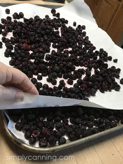 Lifting up a layer of white freezer paper to reveal a second layer of black raspberries on the tray.