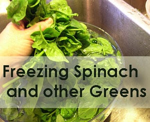 Freezing spinach and other greens.