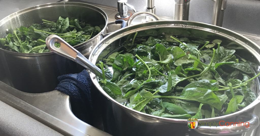 Washing big pots of spinach in the sink to remove dirt from the leaves.