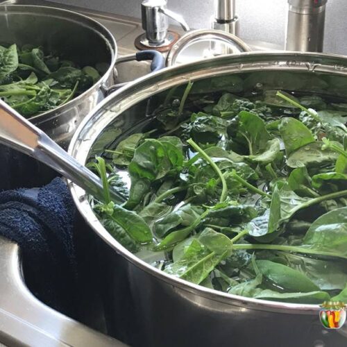 Washing big pots of spinach in the sink to remove dirt from the leaves.