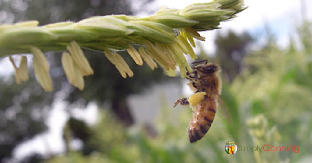 A honeybee pollinating a plant in the garden.