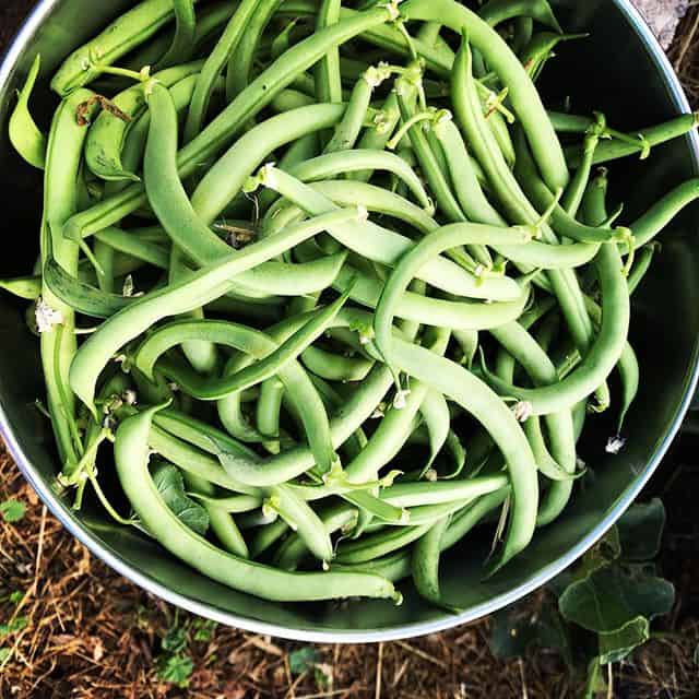 
Top down close up of freshly picked green beans in a metal bowl. 