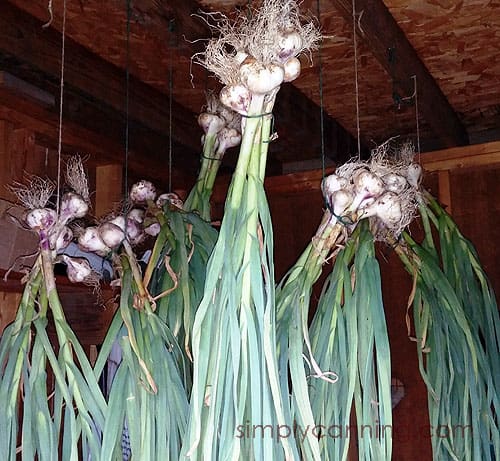 growing garlic3