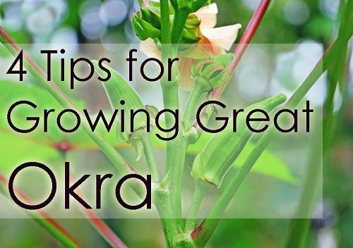 growing better Orka