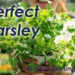 A woman holding a container of parsley plants.