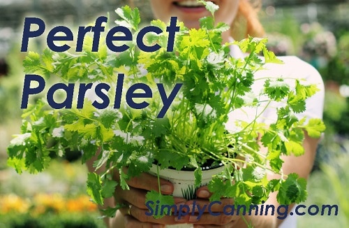 A woman holding a container of parsley plants.