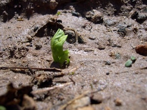 A baby pea plant sprouting through the mud.