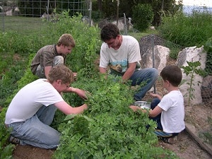 growing peas harvesting
