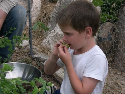 growing peas picking
