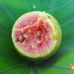 A halved red guava fruit sitting on a leaf.