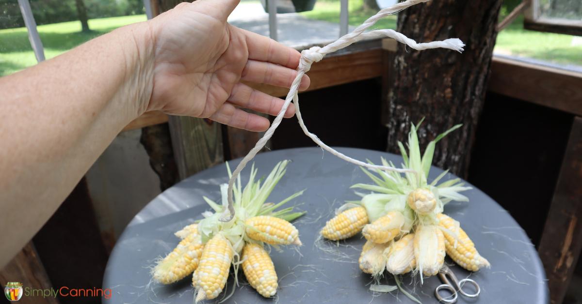 Bundling groups of corn for drying.