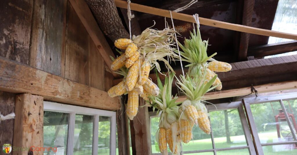 Dried and fresh corn hanging to dry inside a greenhouse.