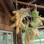 Dried and fresh corn hanging to dry inside a greenhouse.