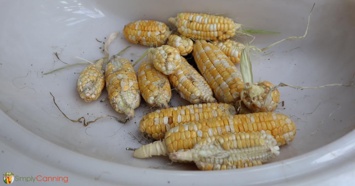 Dried corn with husks removed.