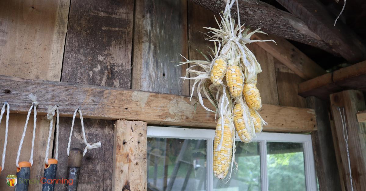 Dried corn hanging in a wooden building.