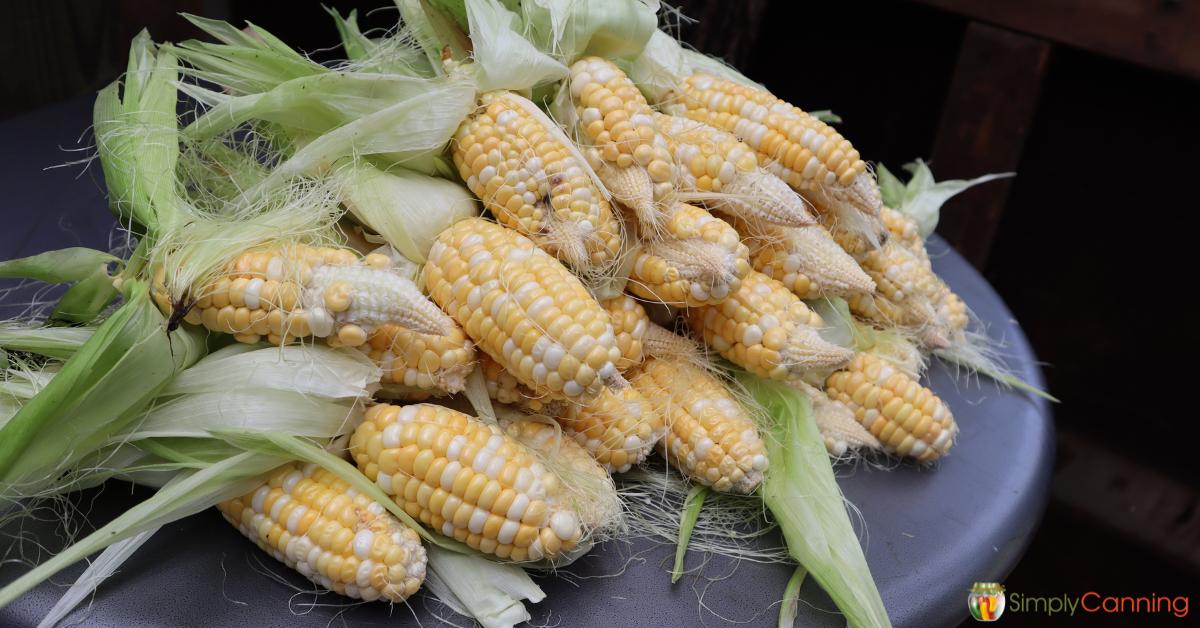 Beautiful ears of fresh corn with husks left on but removed from the kernels