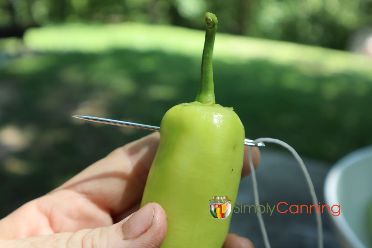 The top of a banana pepper is pierced with a needle and thread about 2 inches from the top.