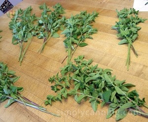 Oregano divided into six different bundles on the countertop. 