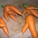 Four funky looking carrots on the countertop.