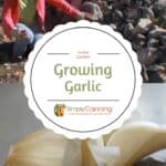 Growing Garlic in the Garden