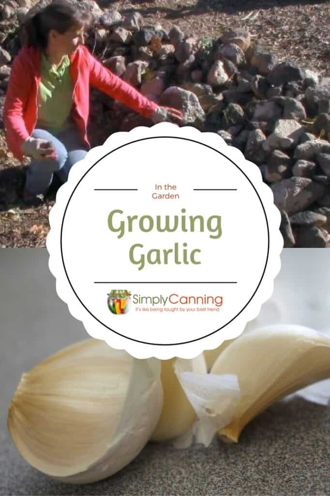 Growing Garlic in the Garden