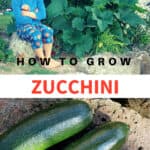 How to Grow Zucchini