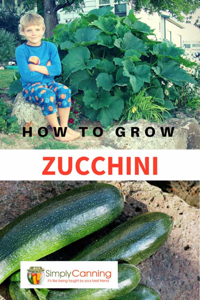 How to Grow Zucchini