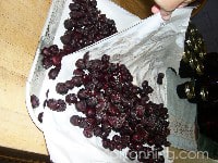 Lifting freezer paper layers of frozen cherries off of the trays.