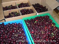 Boxes and boxes of fresh cherries.