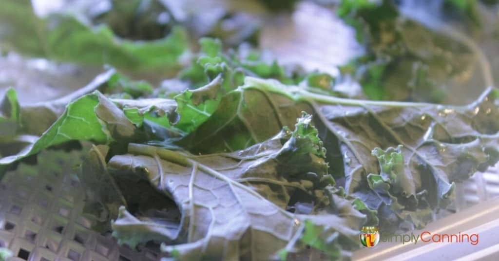 Kale sitting on the dehydrator trays.