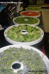 nesco food dehydrator-2
