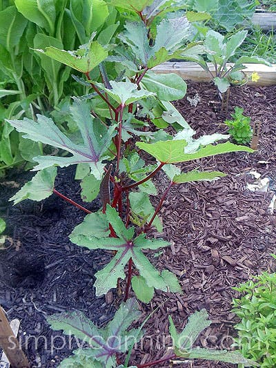 Burgundy okra plants with wide leaves growing in the garden.
