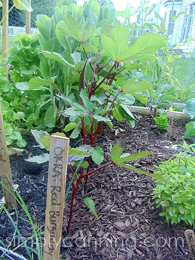 okra 2 small