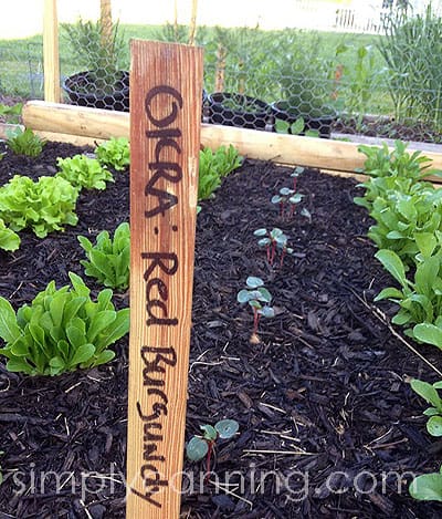 okra red burgundy