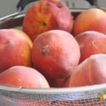 Fresh peaches sitting in a blancher basket.