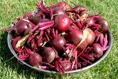 Big metal bowl of bright red beets with stems still attached.