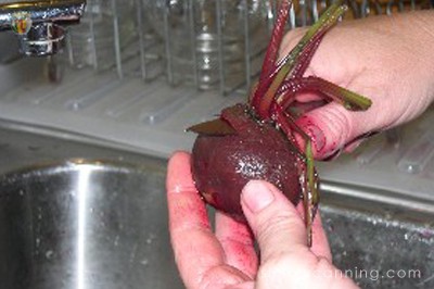 Removing the stems from a cooked red beet.