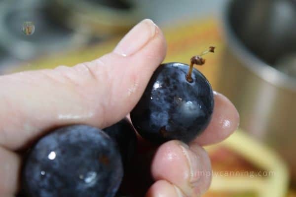 Holding plums with dark skin.