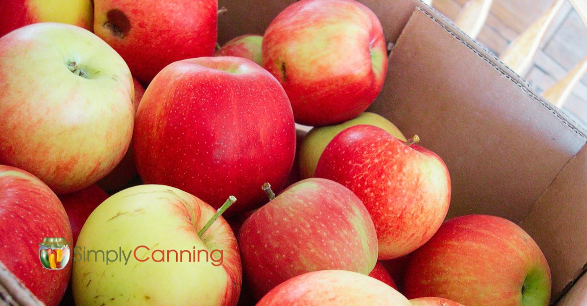 Close up of red and gold apples in a box with text overlay, apples apples, apples.