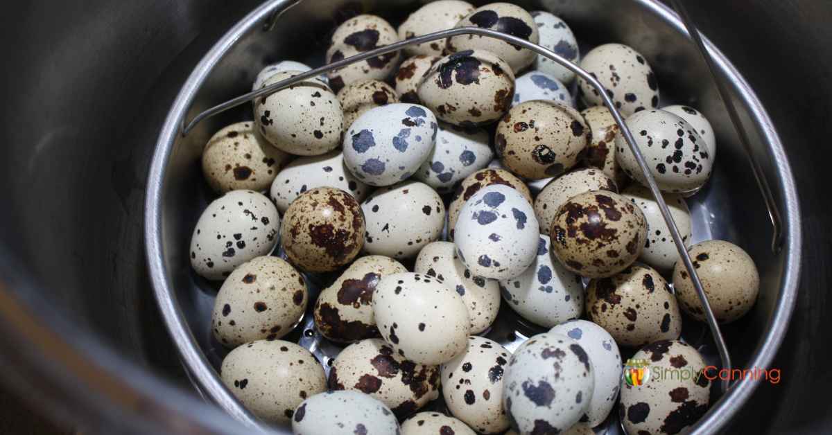 Pressure cooker insert filled with quail eggs of various designs.