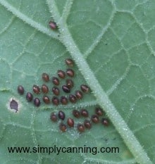 Dark oval eggs clustered on the underside of a squash leaf.