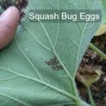 Squash bug eggs on the underside of the squash leaves.