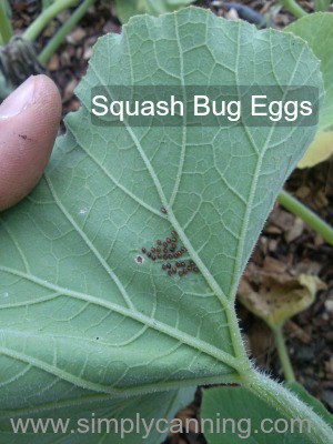 squash bug eggs