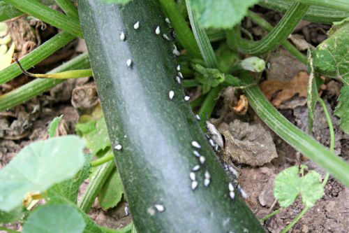 Grey squash bug nymphs crawling over a mature zucchini.