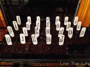 starting seeds indoors labels
