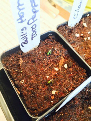 Tiny seedlings starting to emerge from the soil.