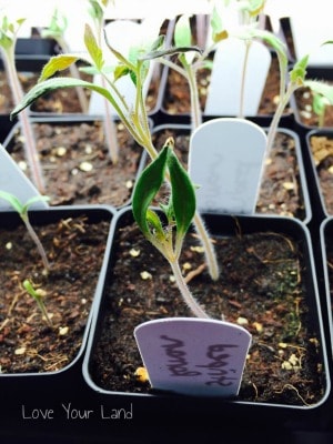 starting seeds indoors seedlings