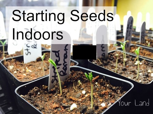 Starting Seeds indoors: Tomatoes and Pepper Seeds in January!?