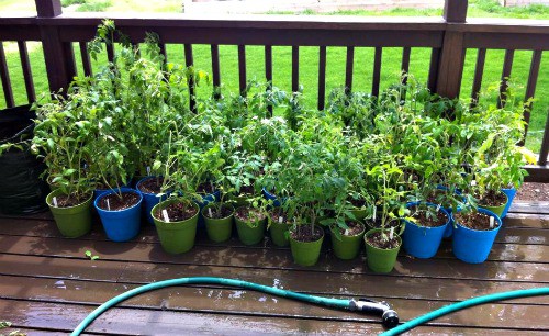 starting tomatoes hardening off