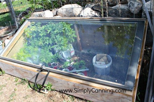 starting tomatoes hardening window closed